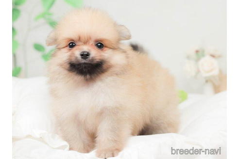 成約済の千葉県のポメラニアン-207873の4枚目